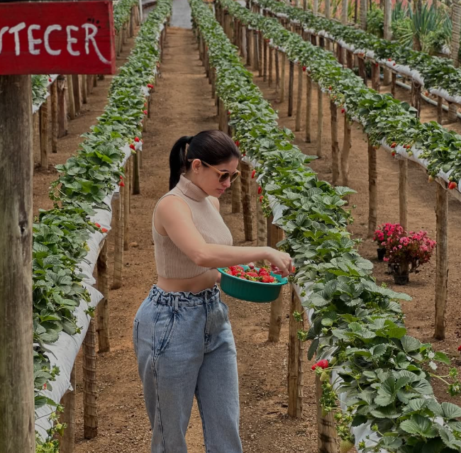 Turistas podem colher morangos direto do pé em Casrelo/ES (Foto: Reprodução/Instagram @mporiodomorangofornogrande)